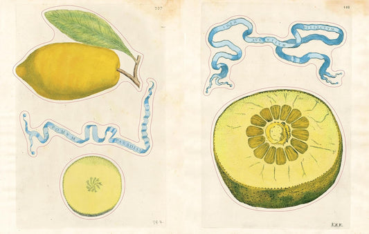 John Derian Sticker Book II